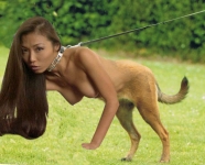 Asian shepard dog bitch