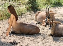 Roan Antilopes hybrid