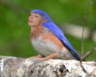 little Bluebird