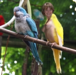 Quacker parrots
