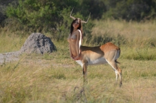 red lechwe antilope