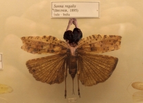 grashopper hybrid