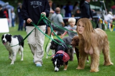 at the dogshow