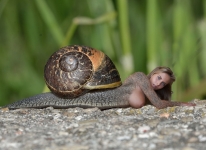 beautifull snail