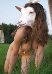 beautifull goat