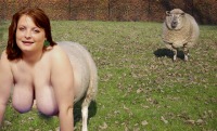 big breasted sheep