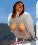 big tit white dove