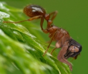 brown ant girl