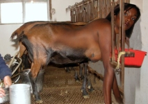 brown goattaur getting milked