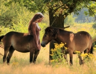 brown horse and female centaur