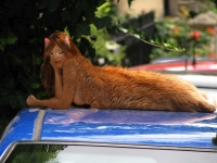 catgirl on a hot car roof