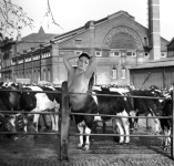 cowtaur at the old cattlemarket