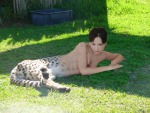cheeta in the sun
