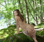 cheetah in the forest