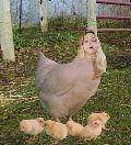 chicken