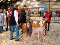 cindy the human cow sold on the cattle show