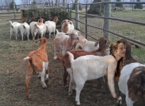 crossbreed goat