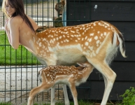 deer mom feeding