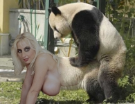 doggy style panda mating