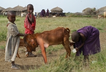 Hybrid African milk goat