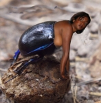 dung beetle girl
