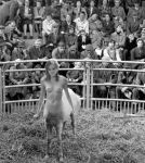 female centaur at auction