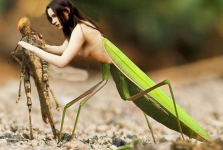 female praying mantis