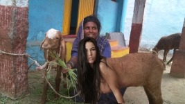 girl goat on Indian farm