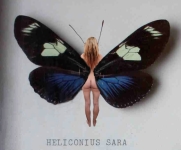 Heliconius Sara