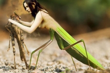 female praying mantiss