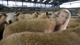 hybrid ewe at the livestock market