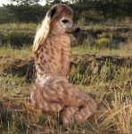 hyenagirl resting