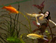 in my aquarium