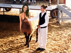 llama