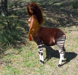 longhaired okapi girl