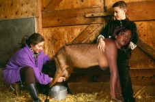 milking a brown goatgirl