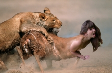 antilopetaur caught by lioness