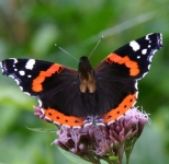 orange brown butterfly