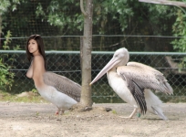 human pelican hybrid