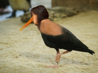 A very strange hybrid bird