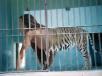 tiger in blue cage