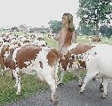 to the farm