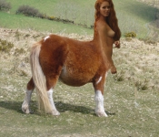 Dartmoor pony girl