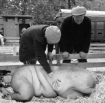 hybrid human sow on the market