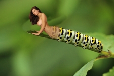 Lisa the human caterpillar
