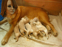 mom and pups