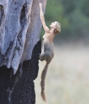 female bush squirrel
