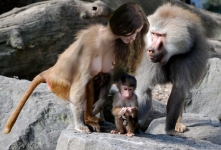 a happy baboon family