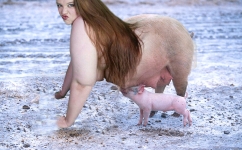 pig on a cold field