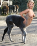 curious llama girl hybrid centaur